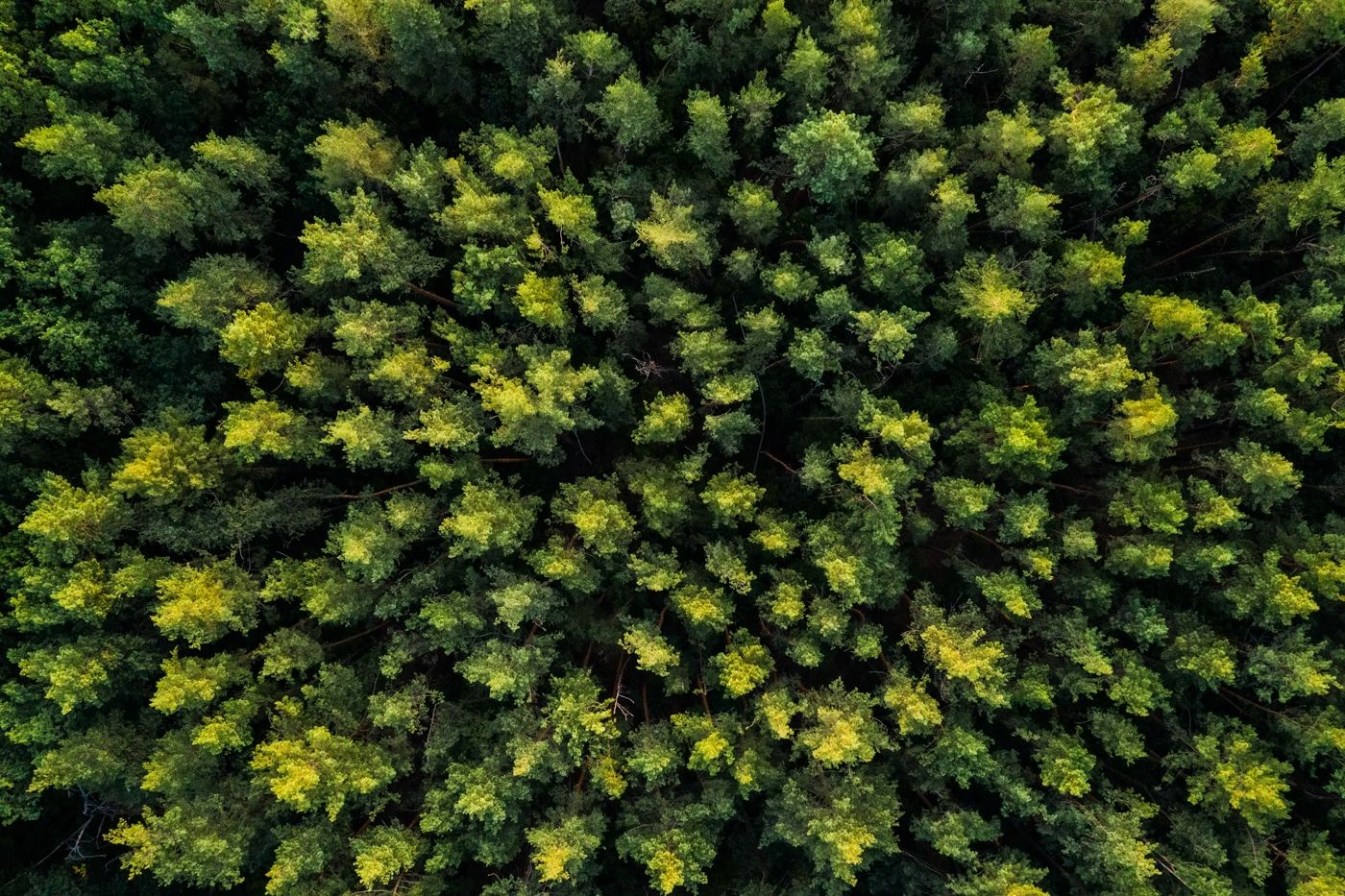 Aerial view of dense South Mississippi timberland where boundary lines are surveyed